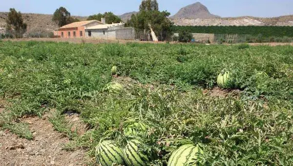 西瓜种植方法