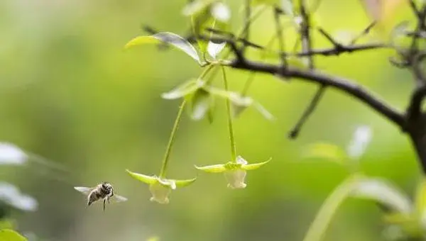 金弹子什么时候开花 金弹子不结果怎么办