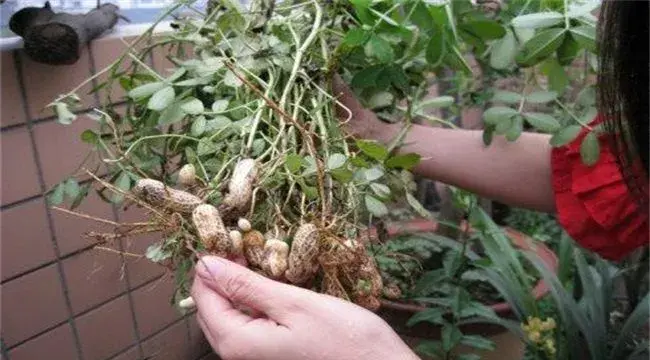 花生种子贮藏方法有哪些