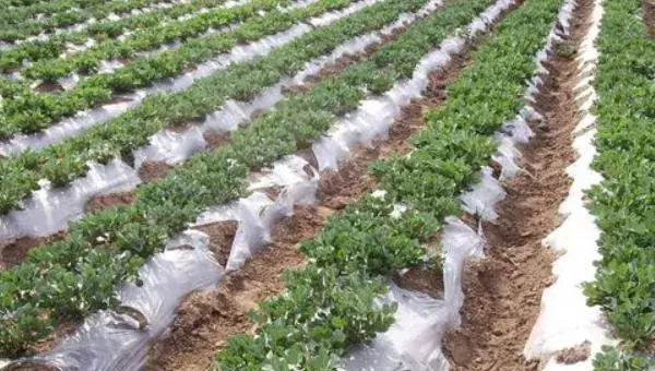 地膜花生的种植技术，种植时间为5月中旬