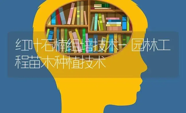 红叶石楠组培技术-园林工程苗木种植技术 | 植物知识