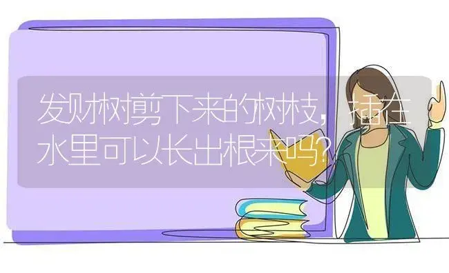 发财树剪下来的树枝，插在水里可以长出根来吗？ | 植物问答