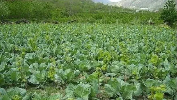 甘蓝菜种植技术 甘蓝栽培技术