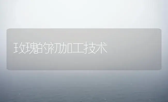 玫瑰的初加工技术 | 植物知识