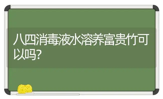 八四消毒液水溶养富贵竹可以吗？ | 植物问答