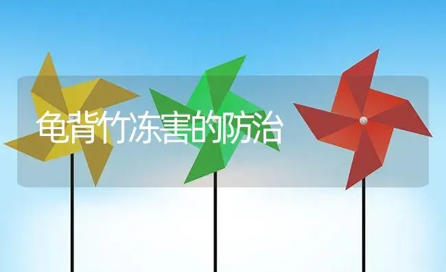 龟背竹冻害的防治 | 植物资料