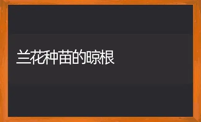 兰花种苗的晾根 | 植物科普