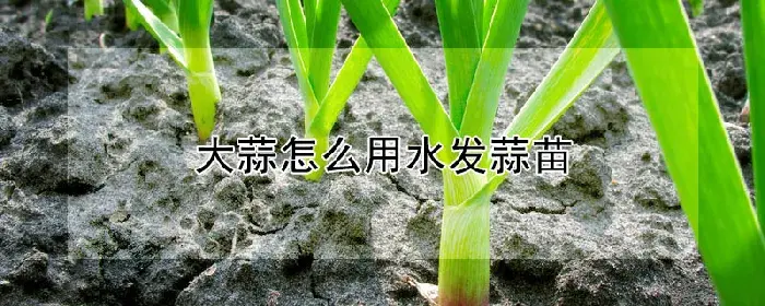 大蒜怎么用水发蒜苗