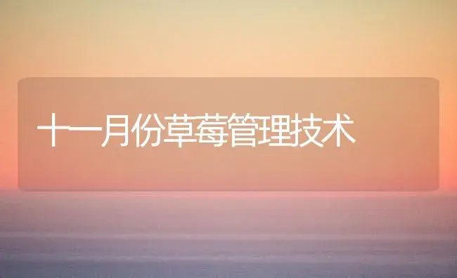 十一月份草莓管理技术 | 植物科普