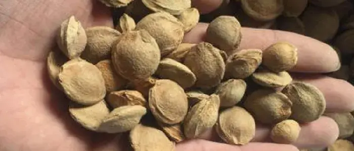杏树种子破壳可以发芽吗