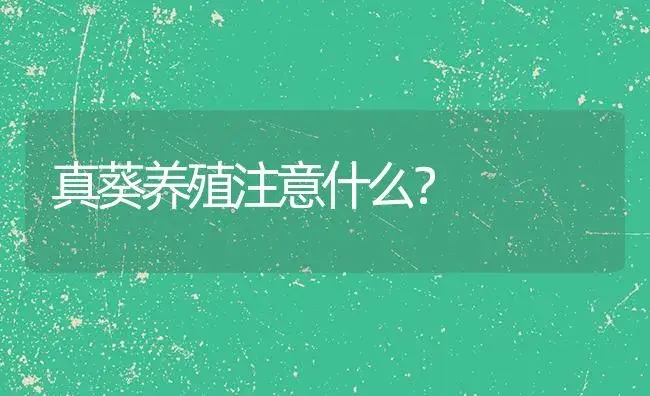 真葵养殖注意什么？ | 植物问答