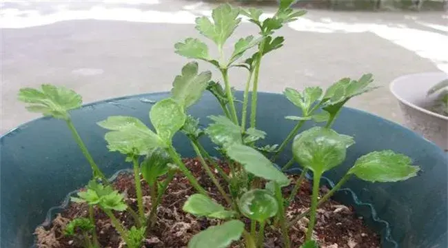 花毛茛的繁殖方法及种植技巧