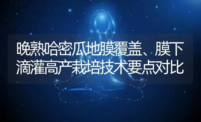 晚熟哈密瓜地膜覆盖、膜下滴灌高产栽培技术要点对比 | 植物百科