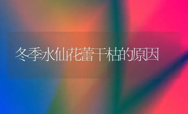 冬季水仙花蕾干枯的原因 | 植物科普