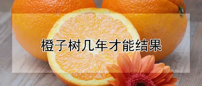 橙子树几年才能结果