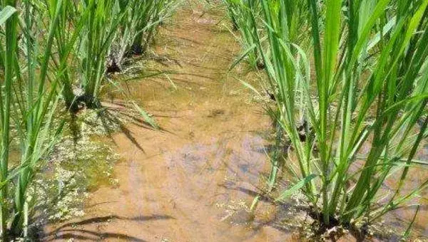 2018种茭白赚钱吗？茭白种植的利润与投资成本及前景预测
