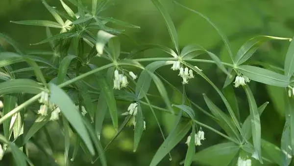 黄精种植一亩成本价是多少钱