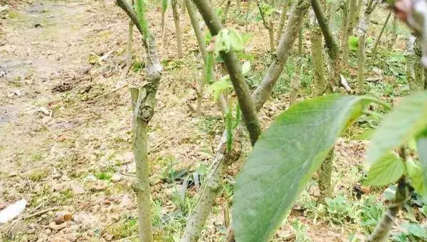 台湾长果桑葚种植技术