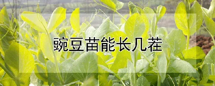 豌豆苗能长几茬