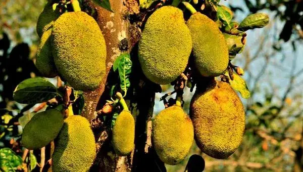 菠萝蜜种子怎么种 菠萝蜜树在北方能种吗