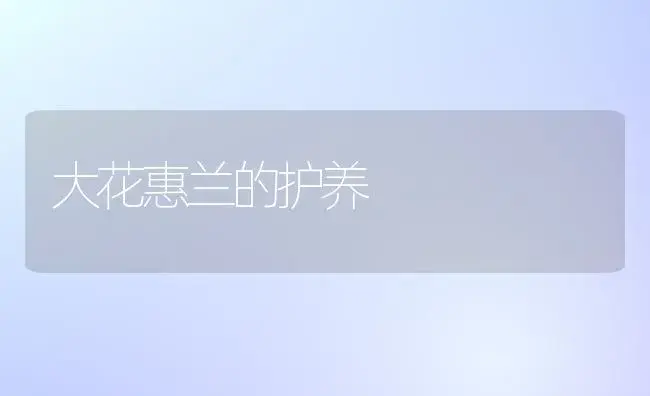 大花惠兰的护养 | 植物科普