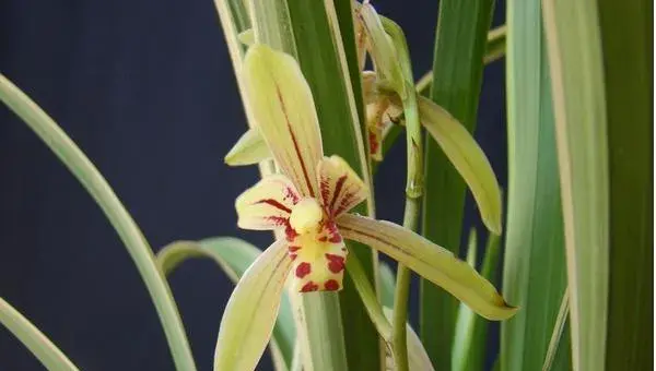 2018种兰花赚钱吗？兰花种植的利润与投资成本及前景预测