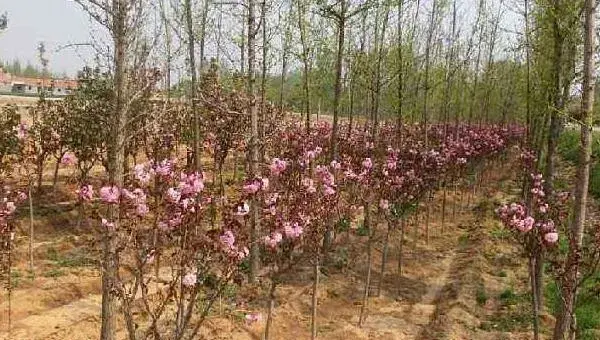 樱花树怎么种 樱花树种植方法与注意事项