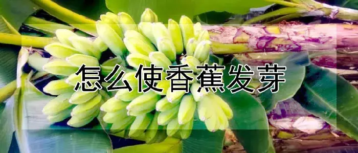 怎么使香蕉发芽