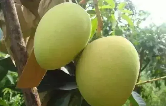 芒果落果的原因及预防措施