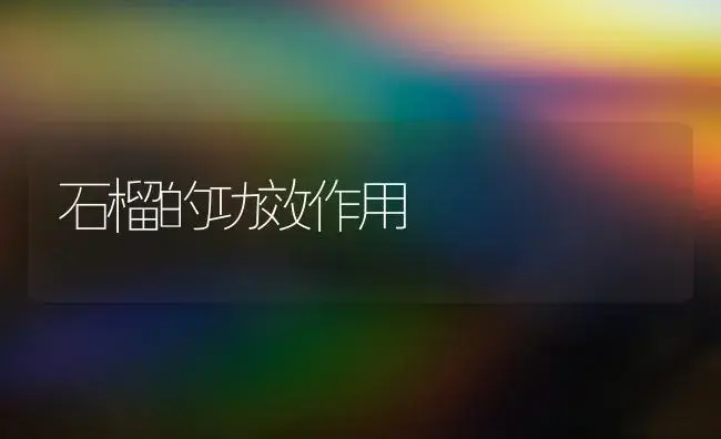 石榴的功效作用 | 植物科普