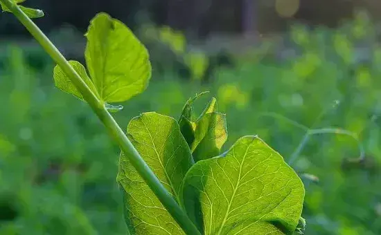荷兰豆的生长期是多少天