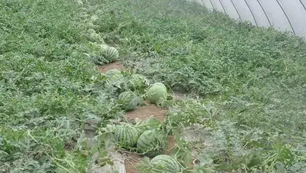 露地西瓜种植管理技术要点