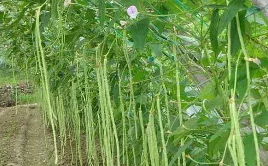 秋豆角种植时间和方法介绍