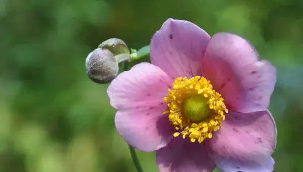 打破碗花怎么养 打破碗花种植方法与注意事项