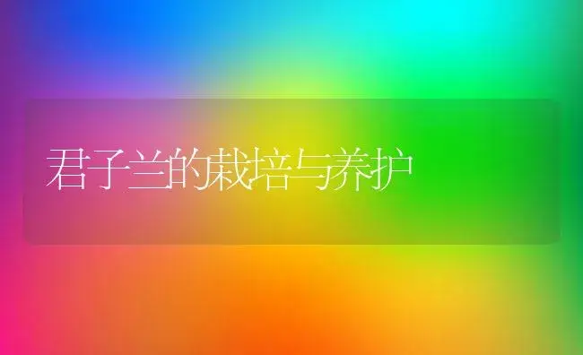 君子兰的栽培与养护 | 植物科普