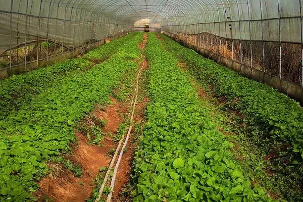 回农村搞种植不知道选什么项目？中药材水果花卉是不错的选择