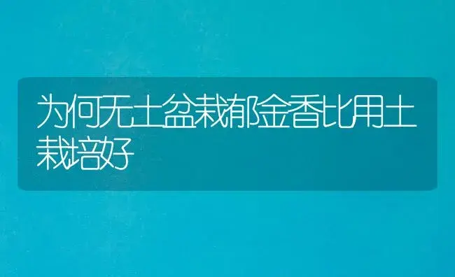 为何无土盆栽郁金香比用土栽培好 | 植物知识