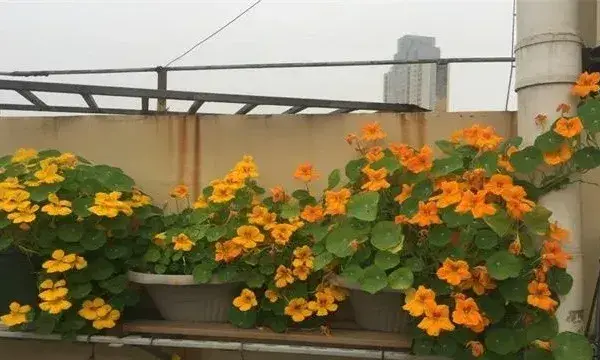 铁线莲冬天该怎么养