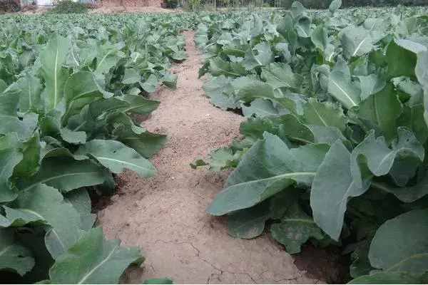 种植什么药材好