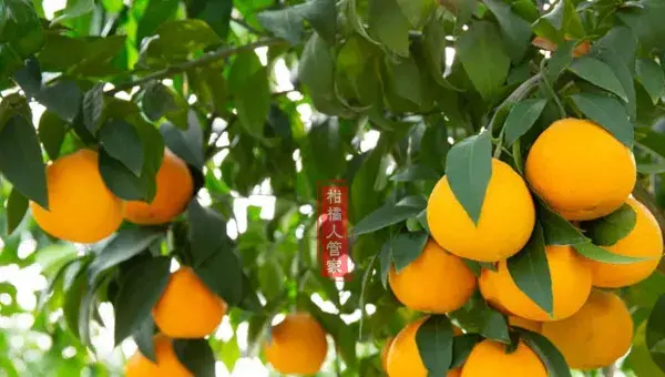 红美人柑橘露天种植需要注意什么