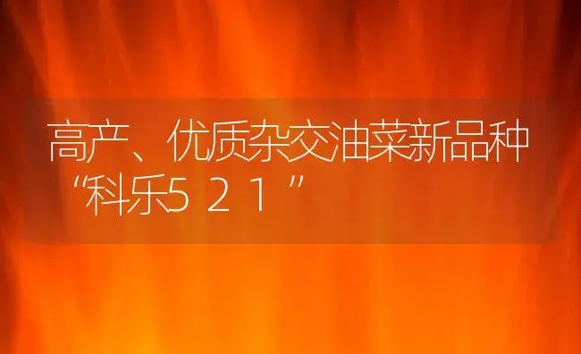 高产、优质杂交油菜新品种“科乐521” | 植物百科