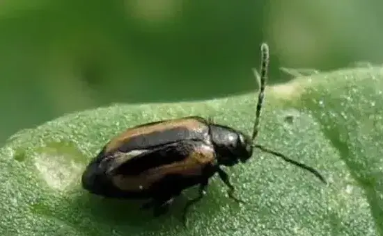 用什么药防治白菜跳蚤虫