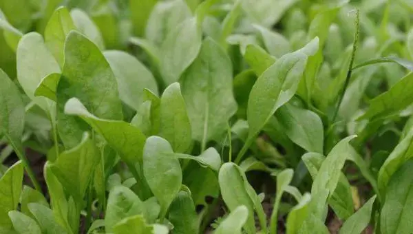 菠菜科学种植技术 菠菜怎么种