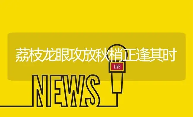 荔枝龙眼攻放秋梢正逢其时 | 植物资料