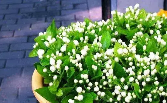 养殖茉莉花，掌握好四个养殖要点，花开满枝头!