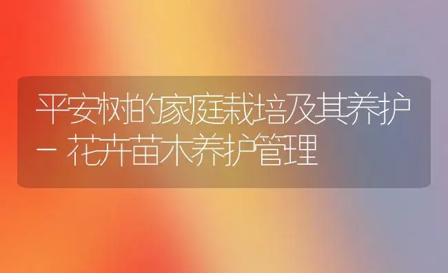 平安树的家庭栽培及其养护-花卉苗木养护管理 | 植物科普
