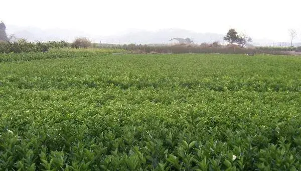 桂味荔枝苗价格多少钱一棵