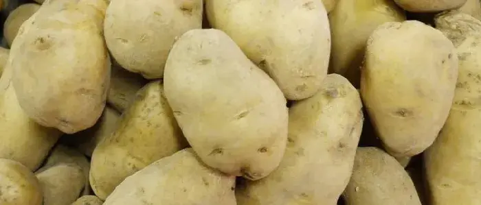 春种土豆什么时候收