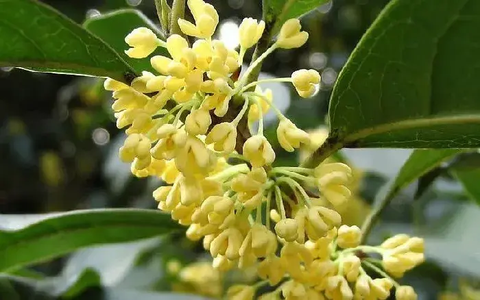 桂花种植技术 如何正确种植桂花树