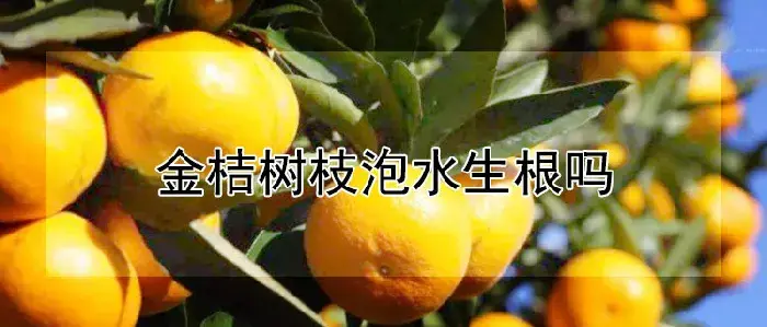 金桔树枝泡水生根吗